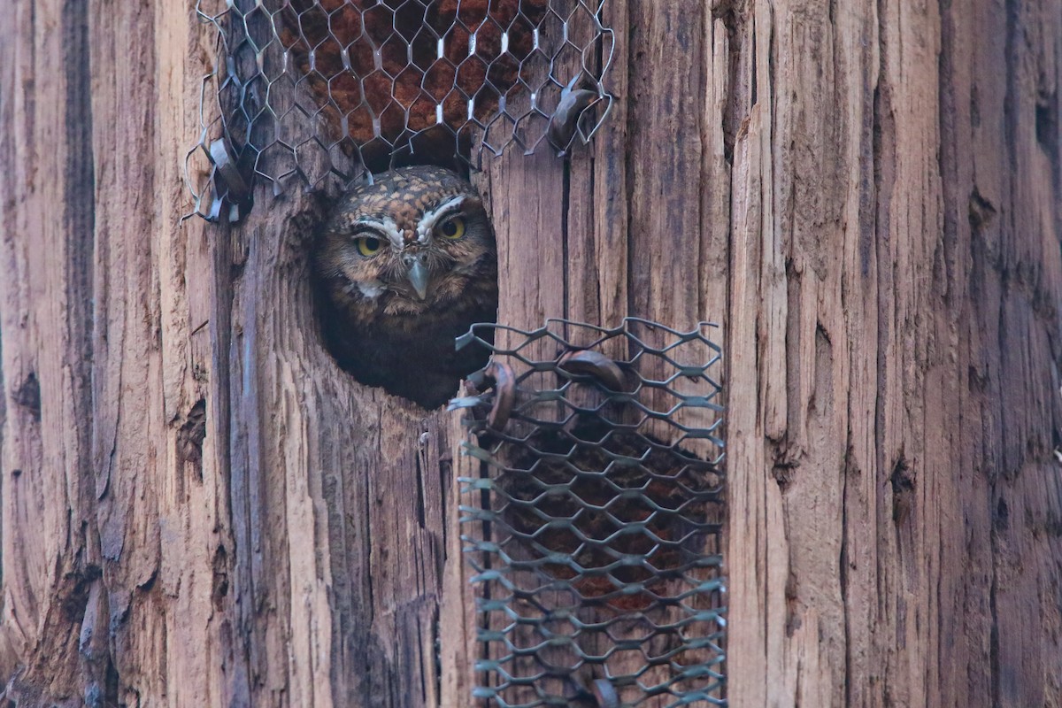 Elf Owl - Scott Carpenter