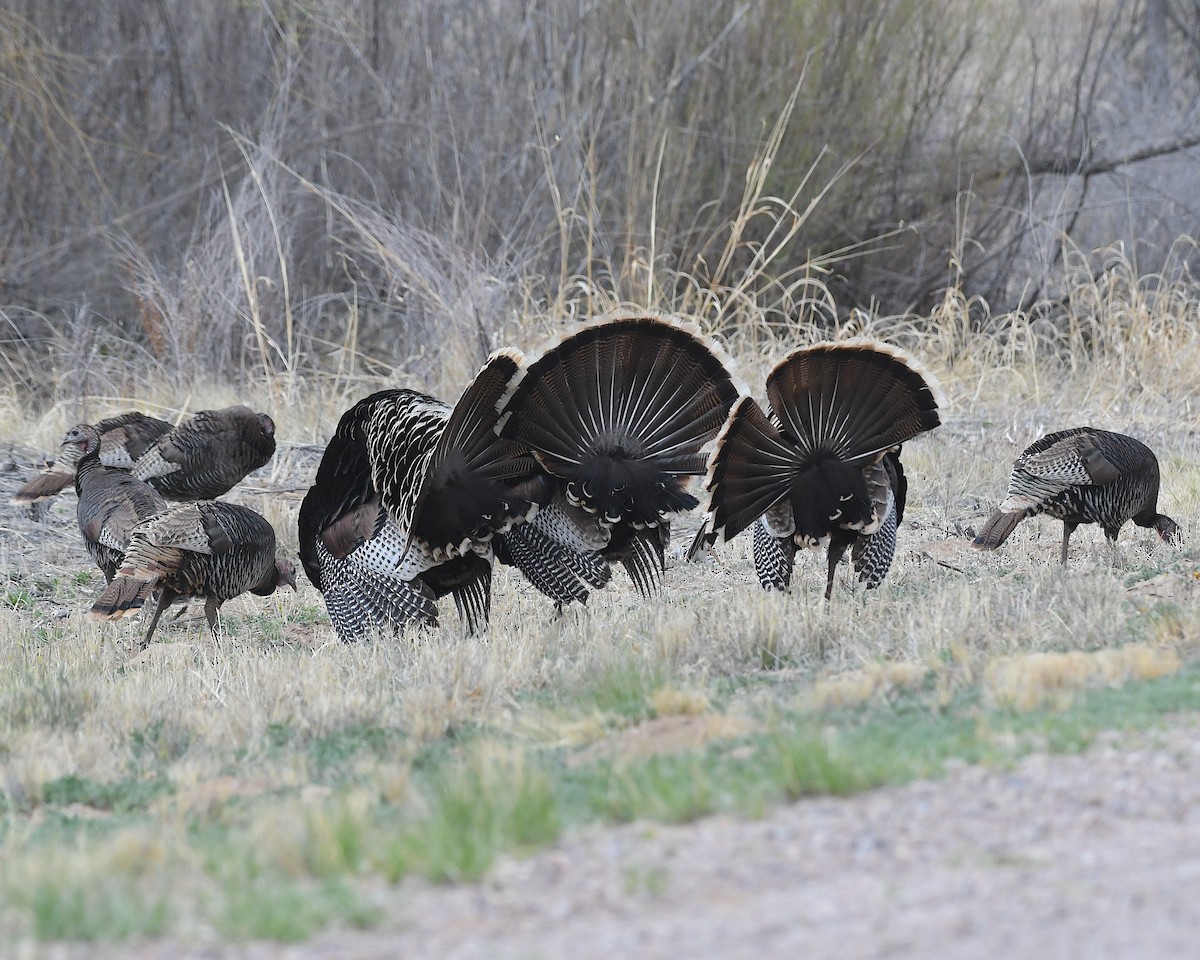 Wild Turkey - Ted Wolff