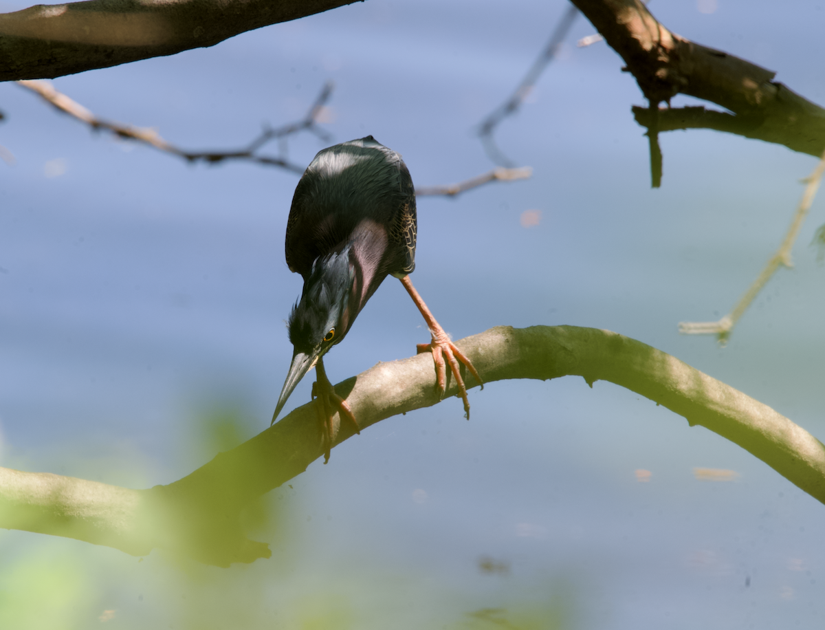 Green Heron - ML617843810