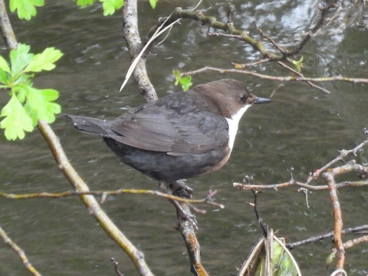 White-throated Dipper - Caroline Callaghan