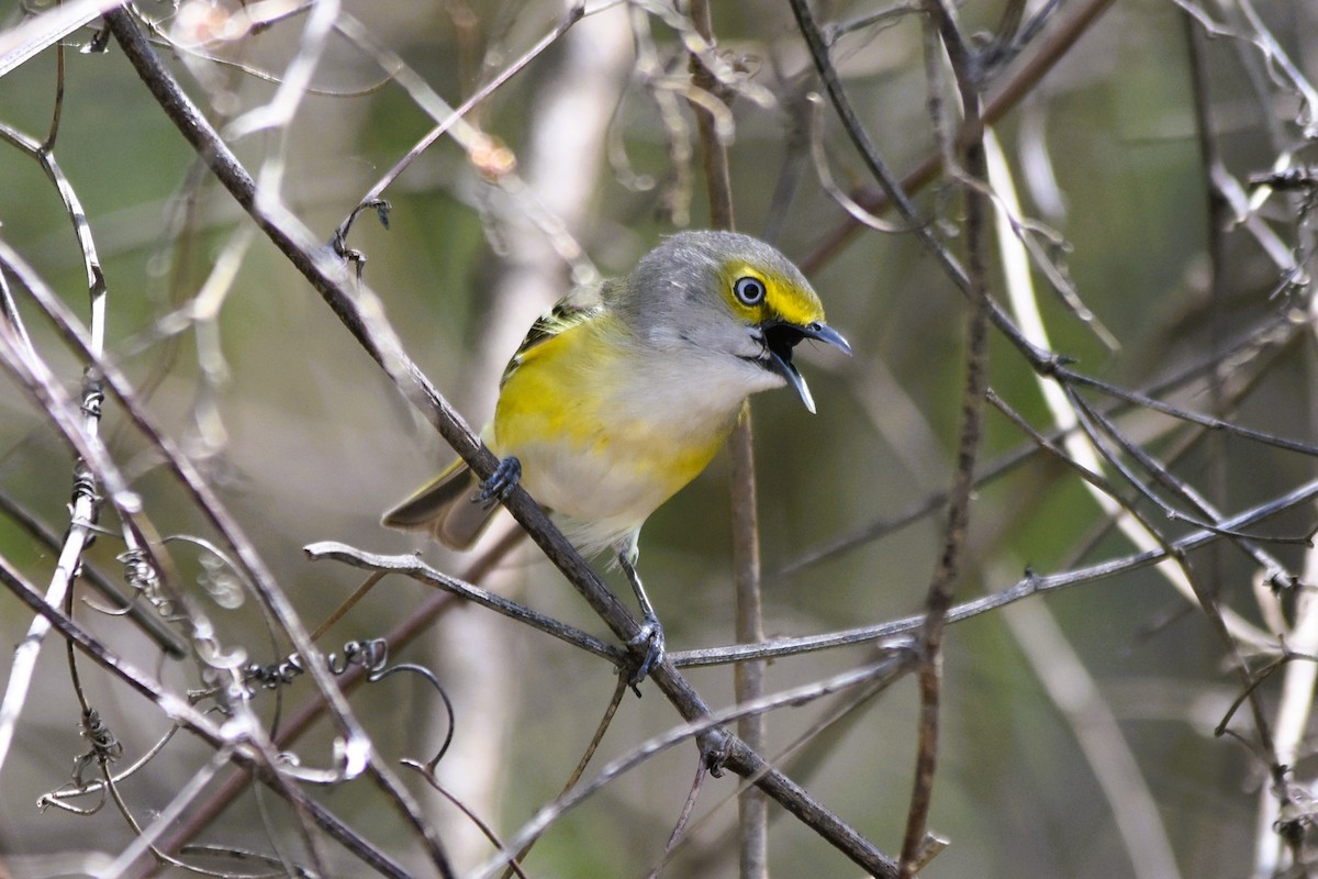 Ak Gözlü Vireo - ML617843815