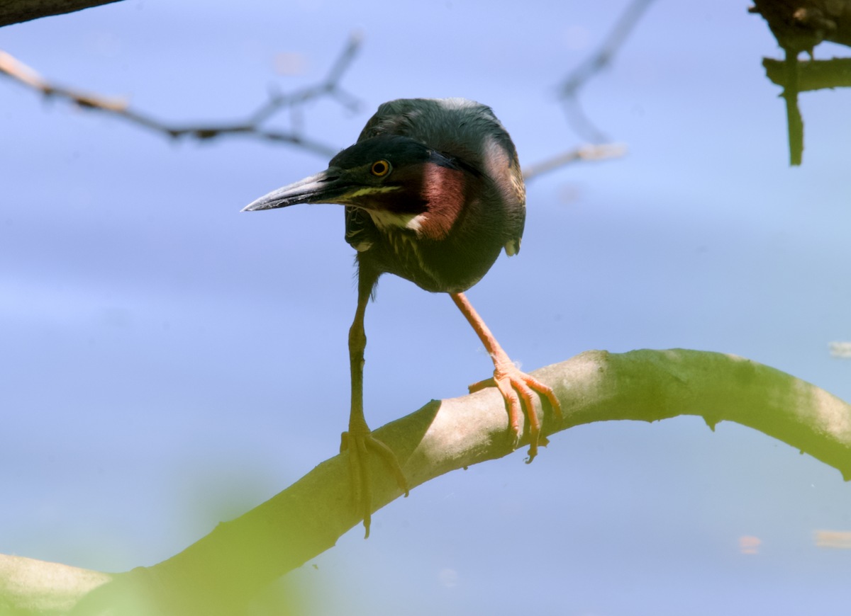 Green Heron - ML617843817