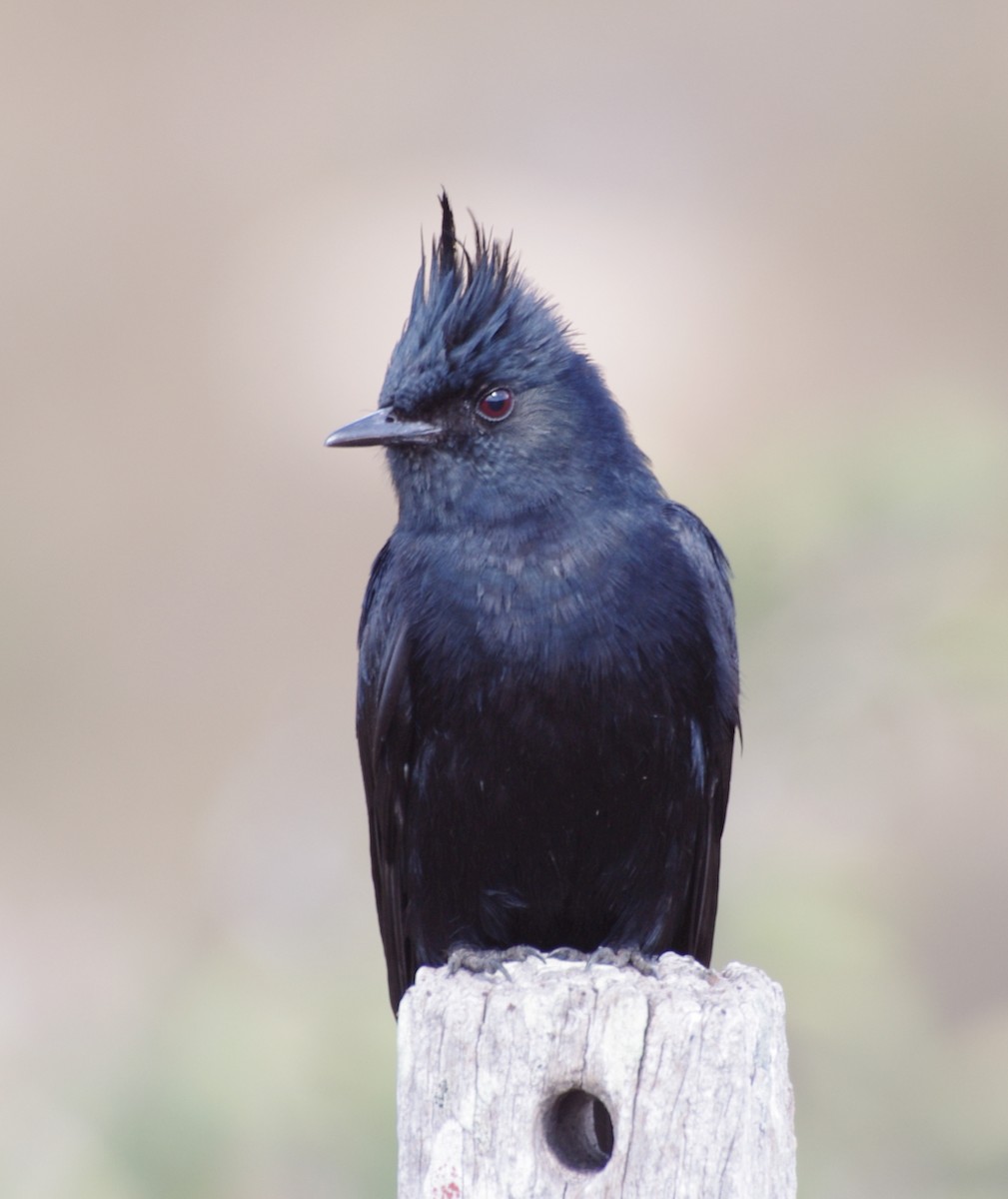 Crested Black-Tyrant - Gisele Schoene