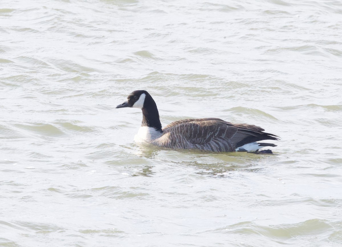 Canada Goose - Michel Proulx