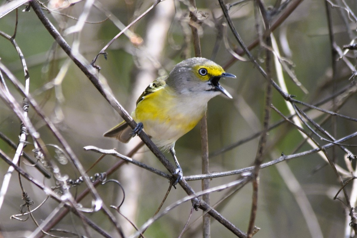 Ak Gözlü Vireo - ML617843878