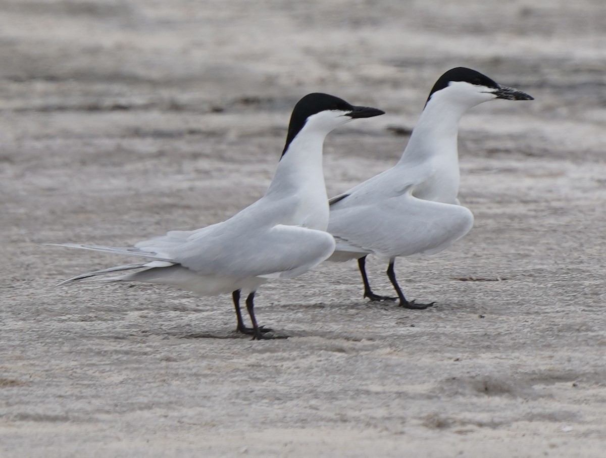 Gull-billed Tern - ML617843883