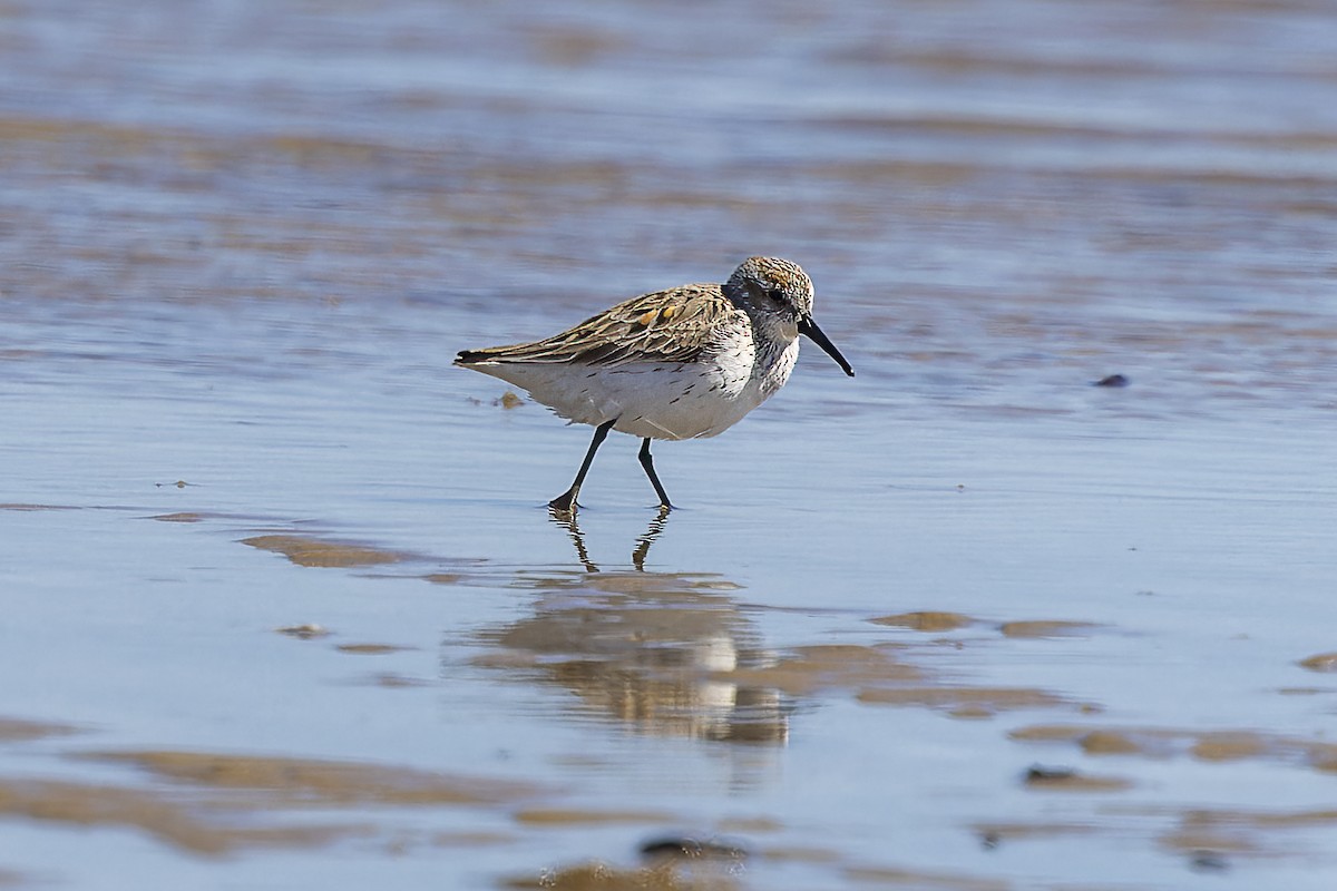 Western Sandpiper - ML617843891