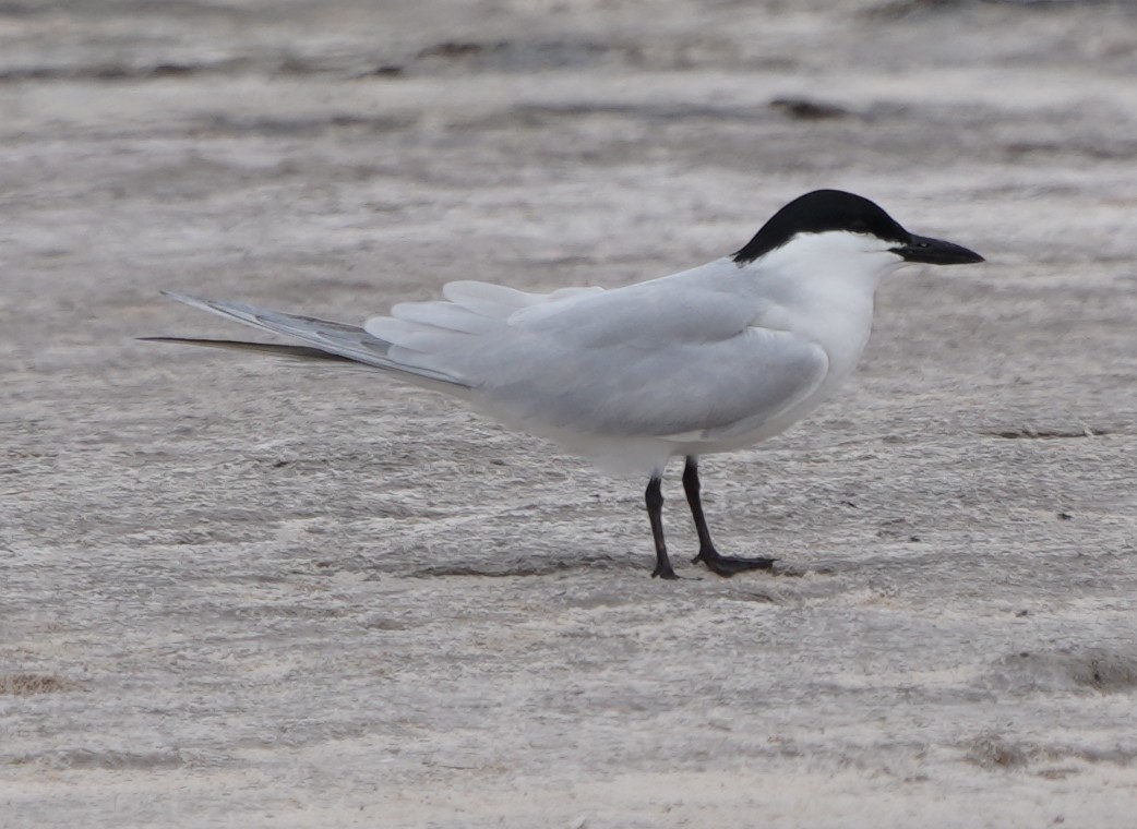 Gull-billed Tern - ML617843893