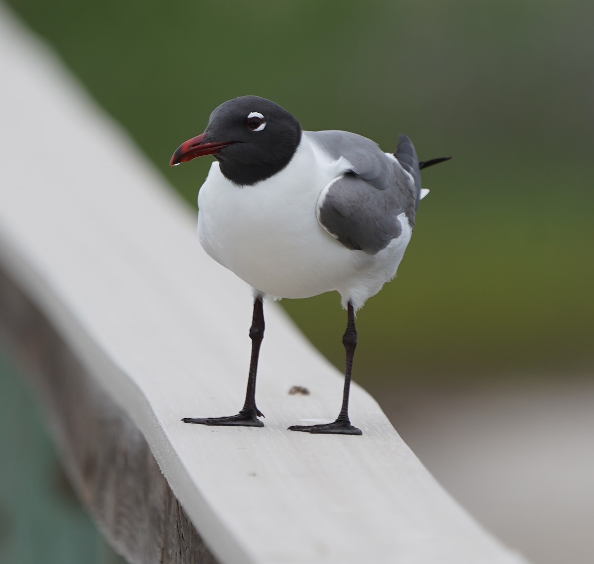 Mouette atricille - ML617843906