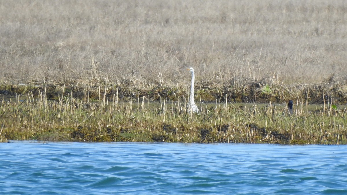 Great Egret - ML617843960