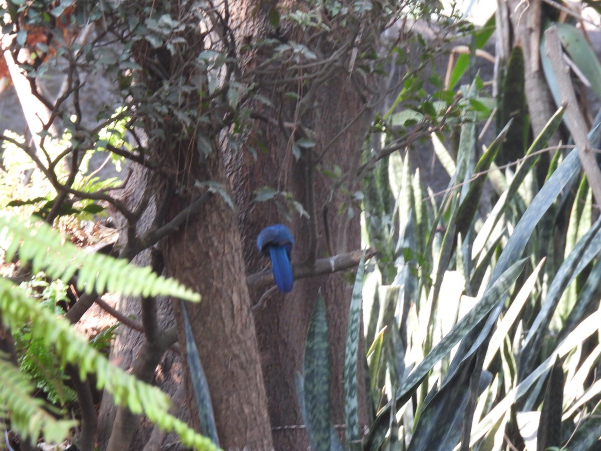 Bushy-crested Jay - ML617843999