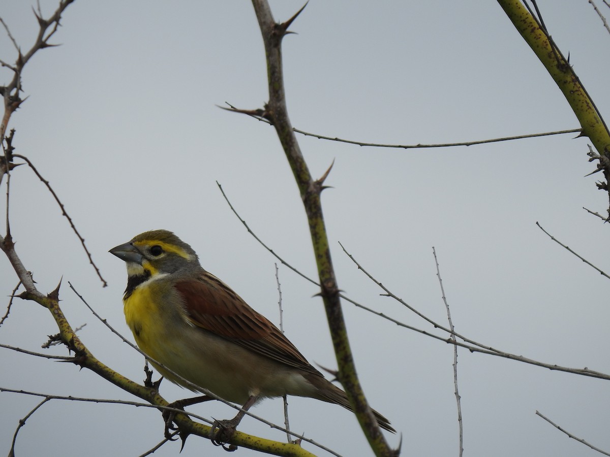 Dickcissel - ML617844019