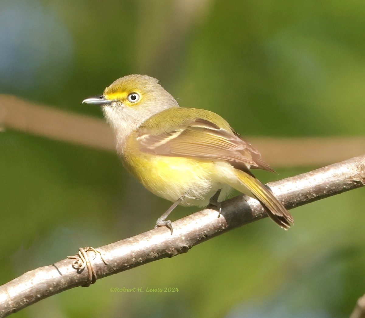 White-eyed Vireo - ML617844037