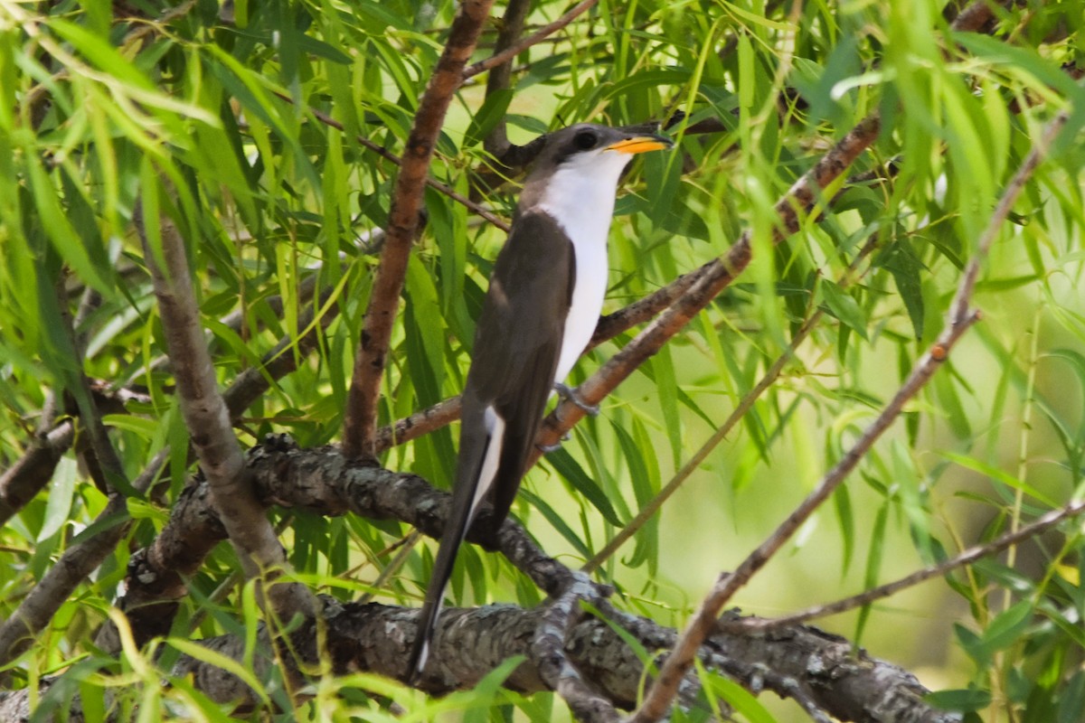 Yellow-billed Cuckoo - ML617844045