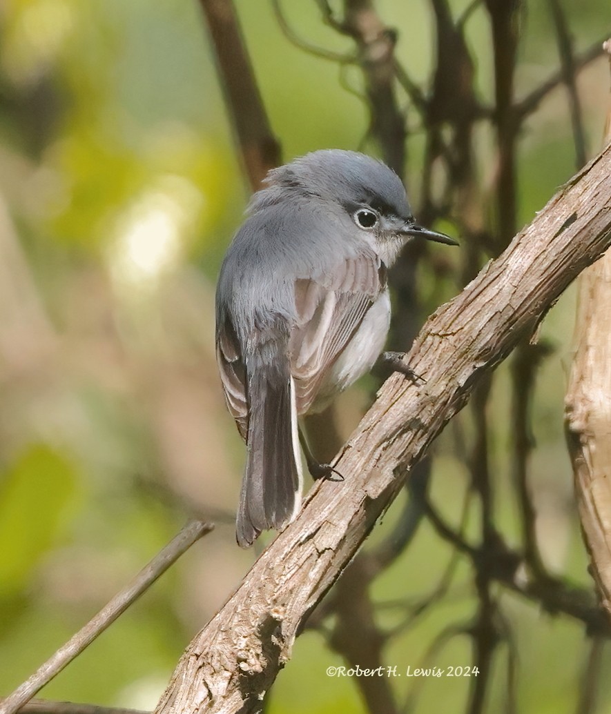 Blue-gray Gnatcatcher - ML617844050