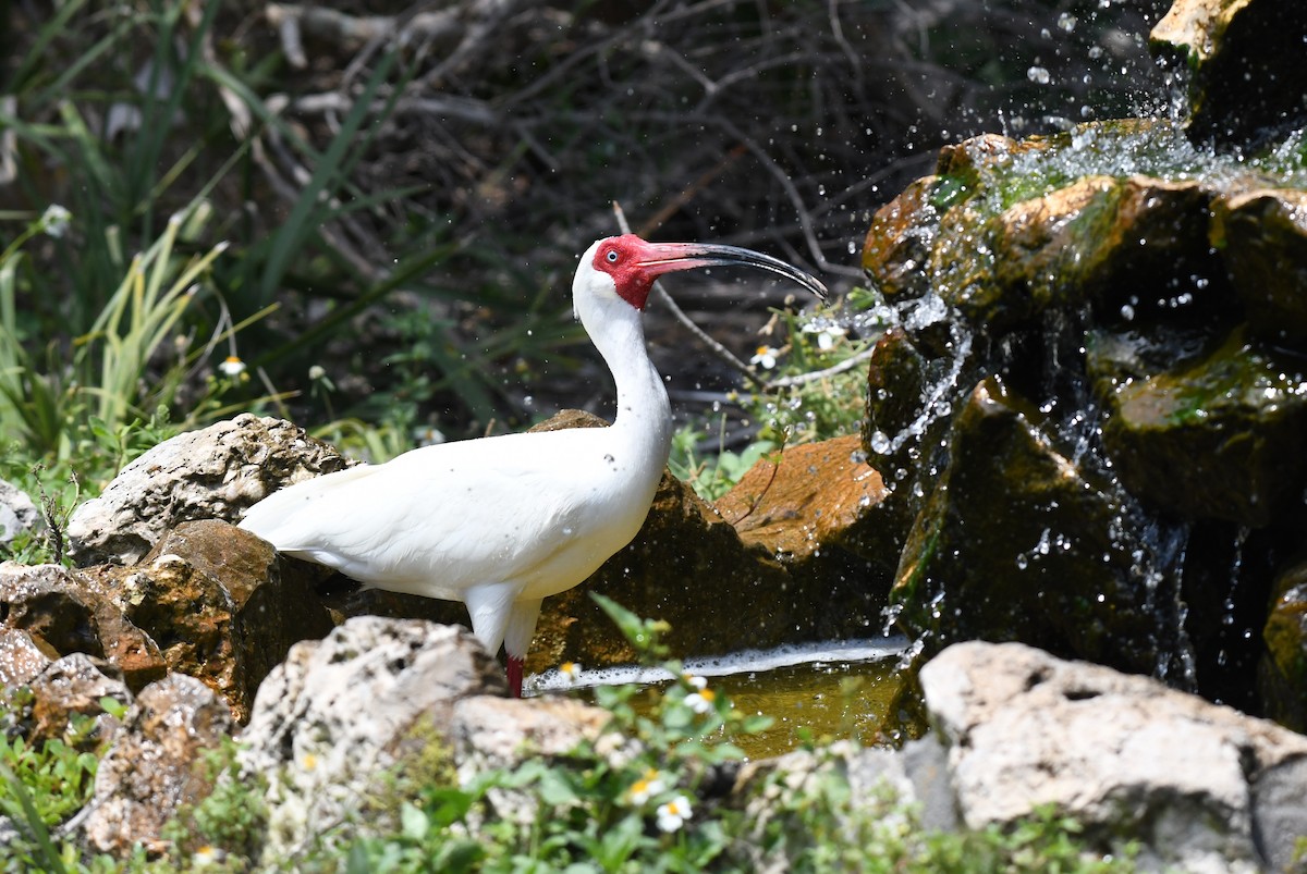 ibis bílý - ML617844066