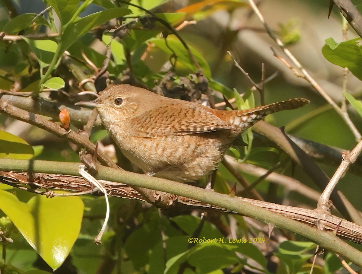 Northern House Wren - ML617844068
