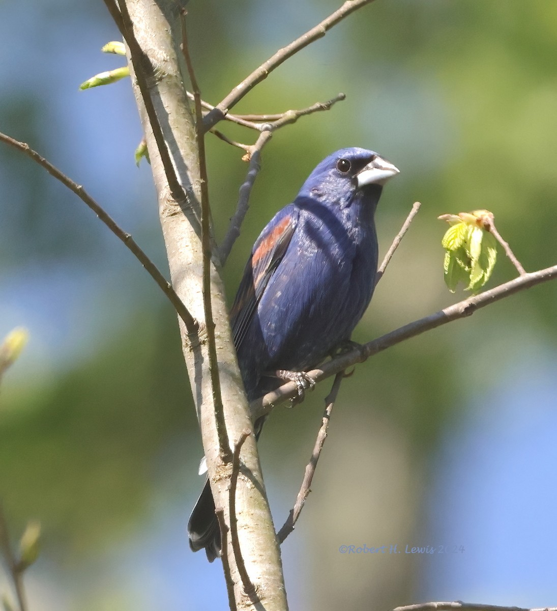 Blue Grosbeak - ML617844072