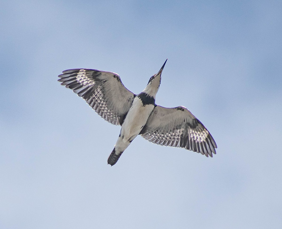 Belted Kingfisher - ML617844087
