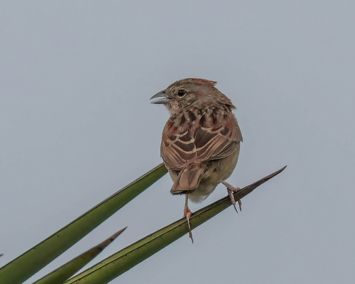 Botteri's Sparrow - Sue Smith