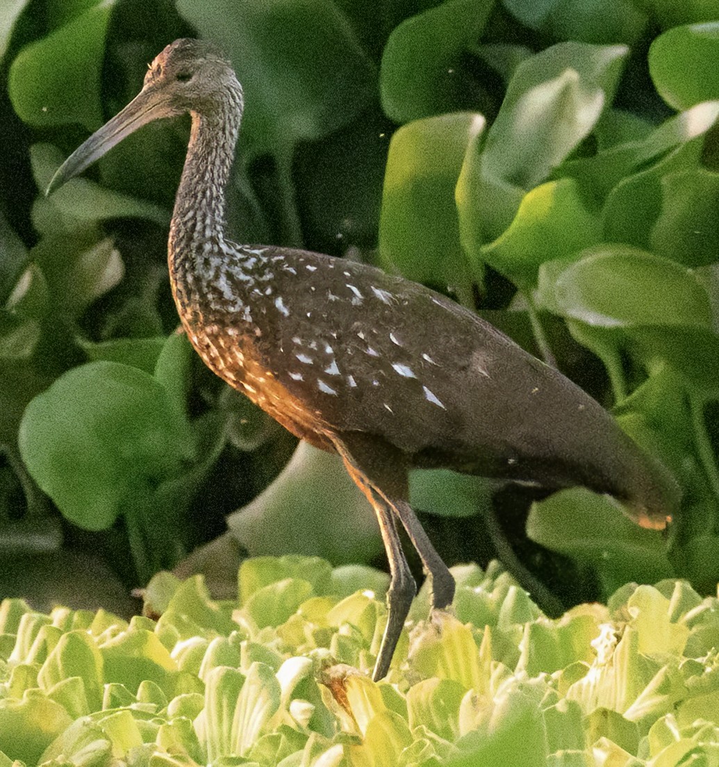 Limpkin - ML617844099