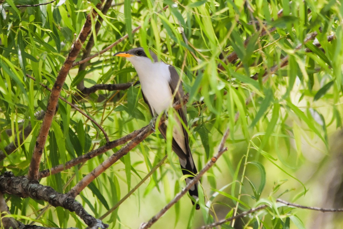 Yellow-billed Cuckoo - ML617844101