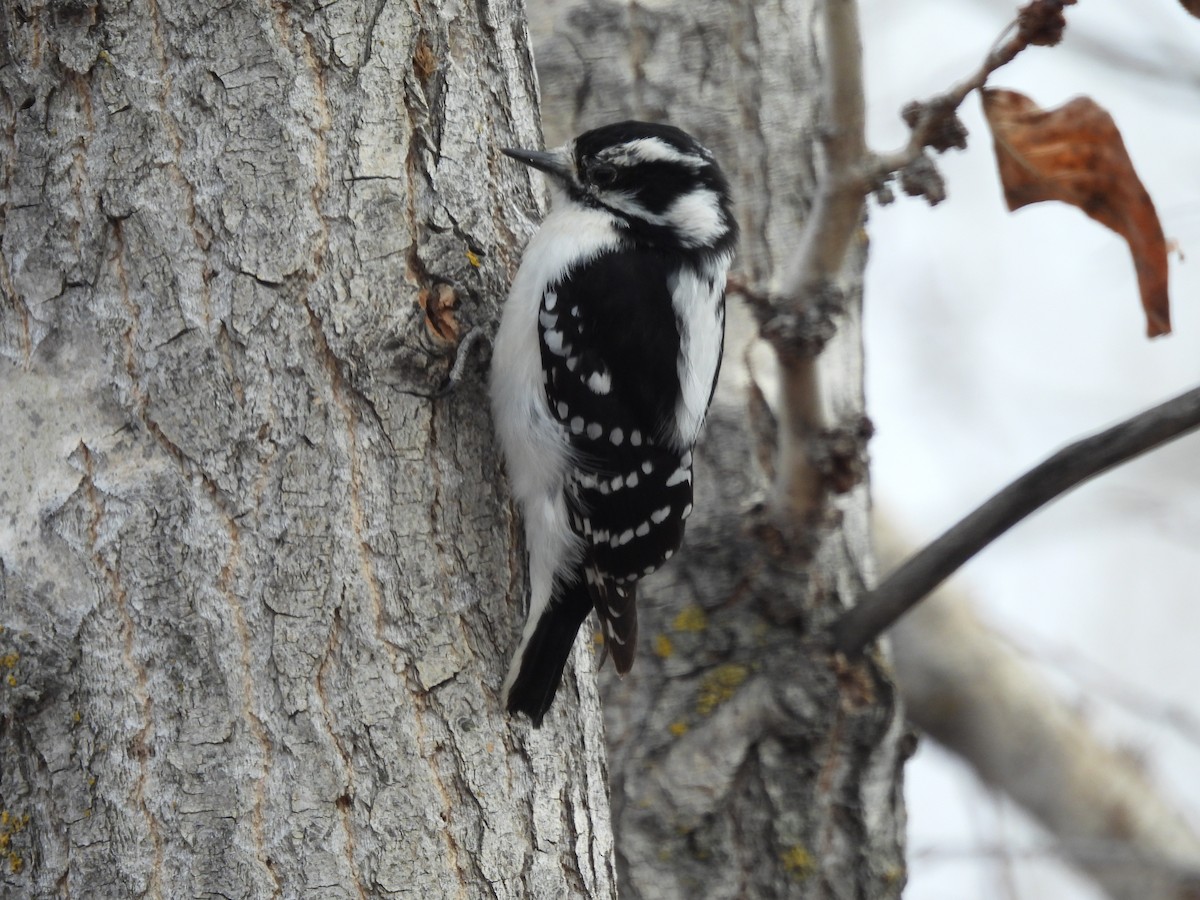 Downy Woodpecker - Robert Leonhardt