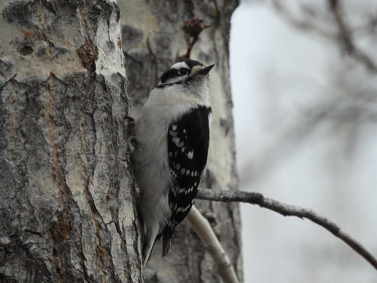 Downy Woodpecker - ML617844128