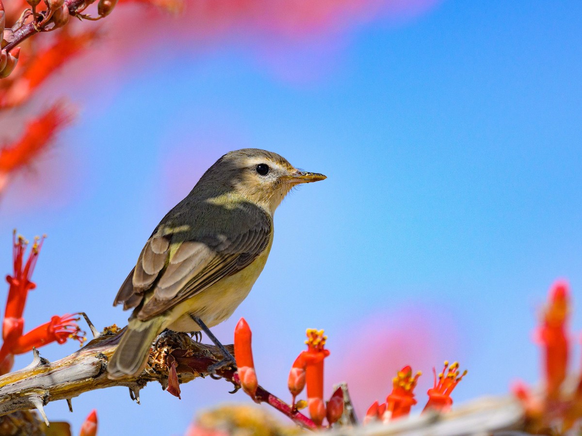 Warbling Vireo - Dave Dorn