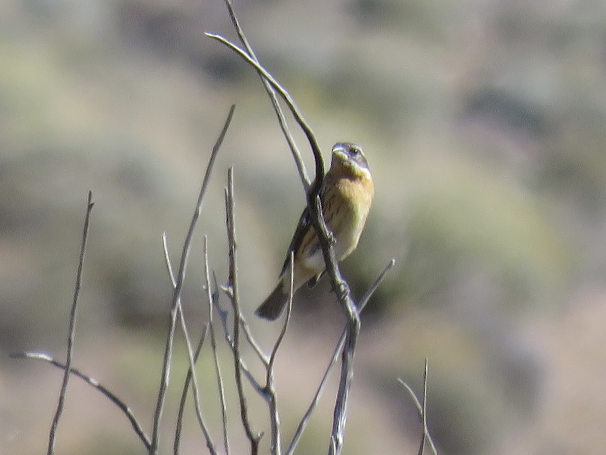 Black-headed Grosbeak - ML617844166