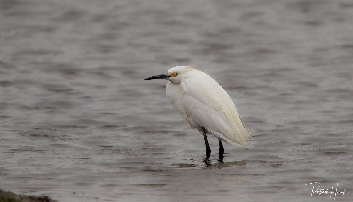 Snowy Egret - ML617844167