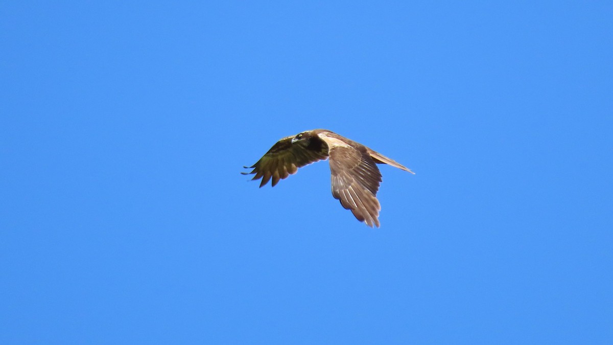 Western Marsh Harrier - ML617844170