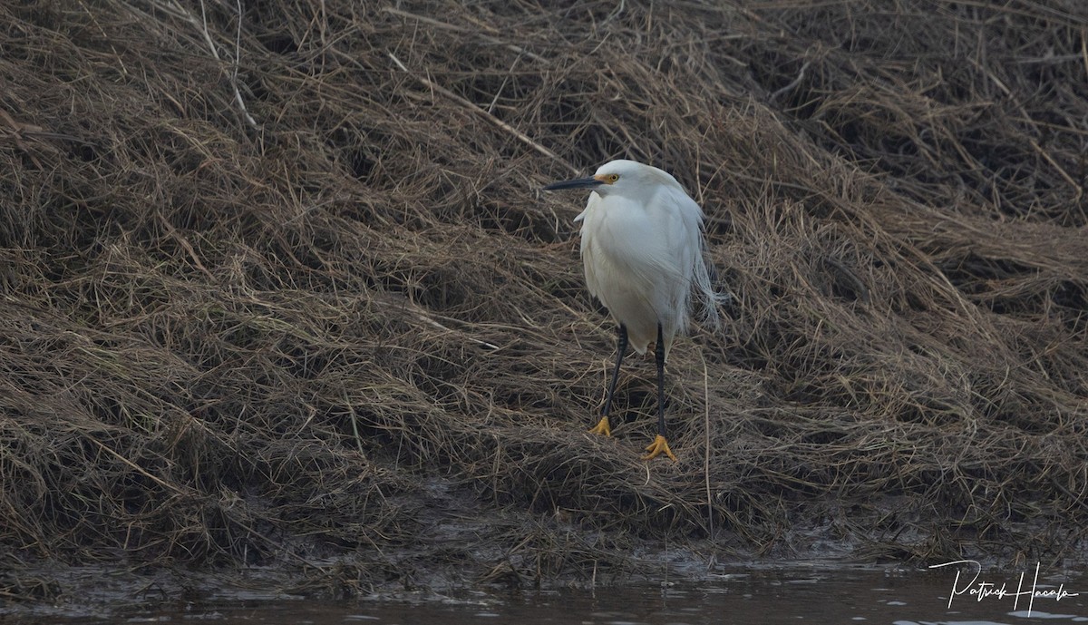 Snowy Egret - ML617844178