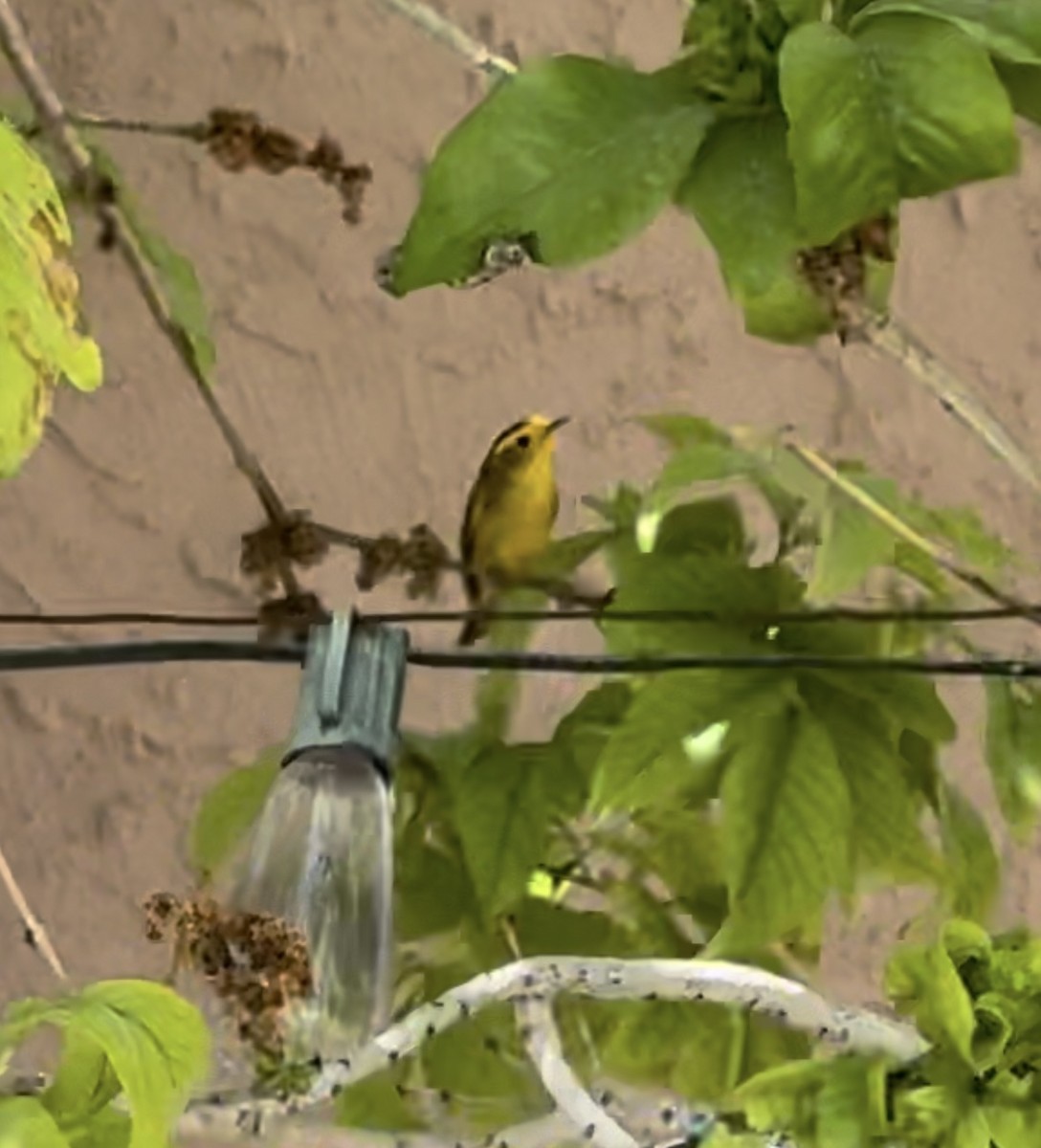 Wilson's Warbler - Joshua Drake