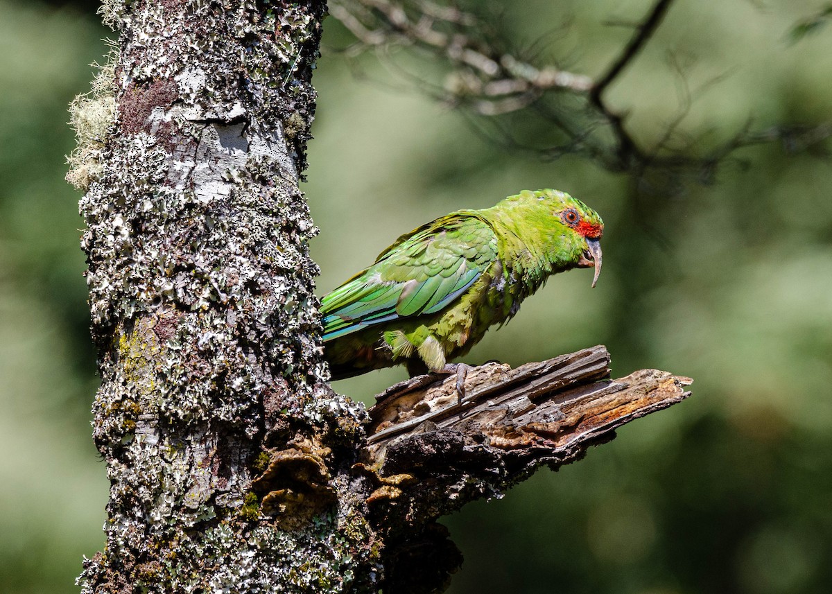 Conure à long bec - ML617844233