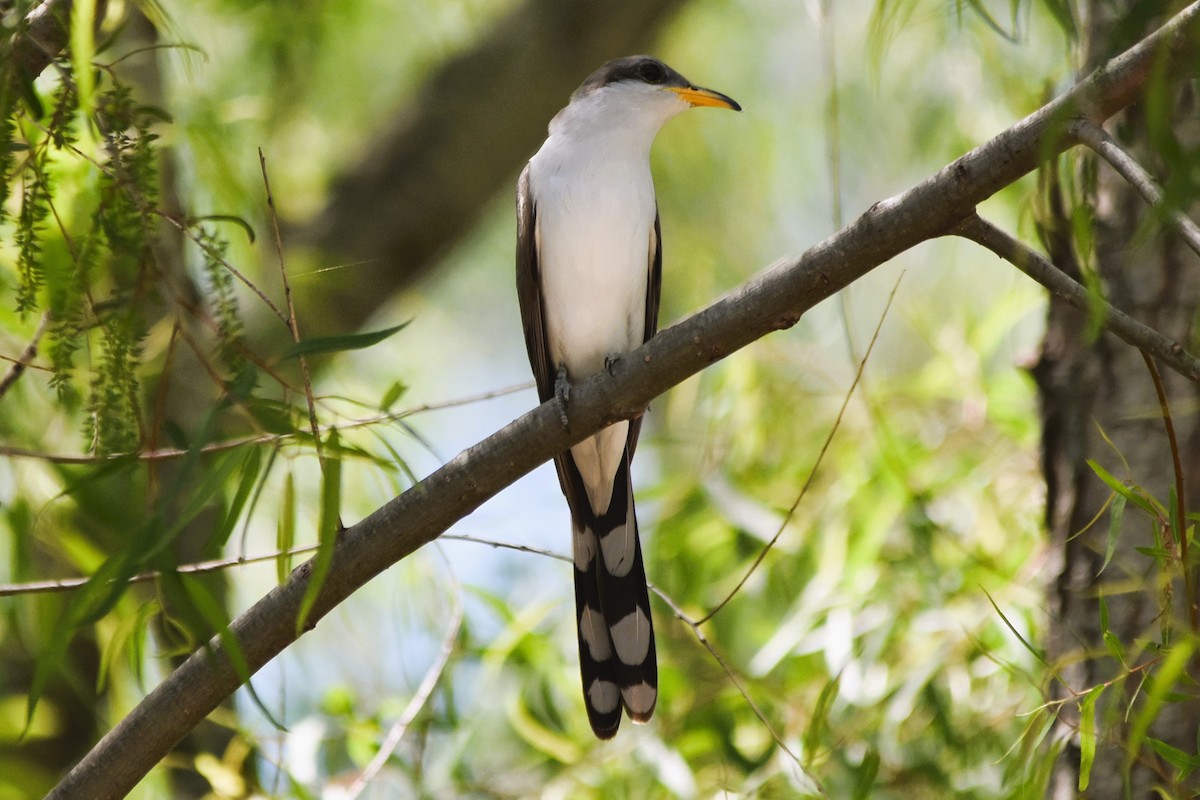 Yellow-billed Cuckoo - ML617844243