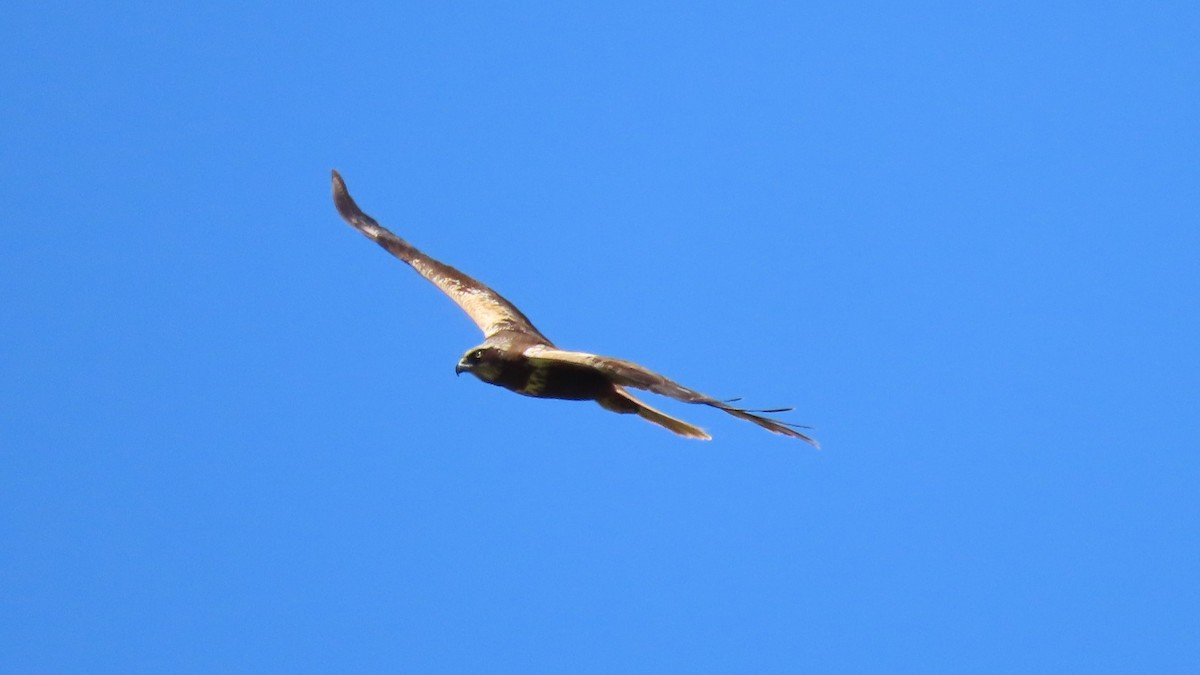 Western Marsh Harrier - ML617844268