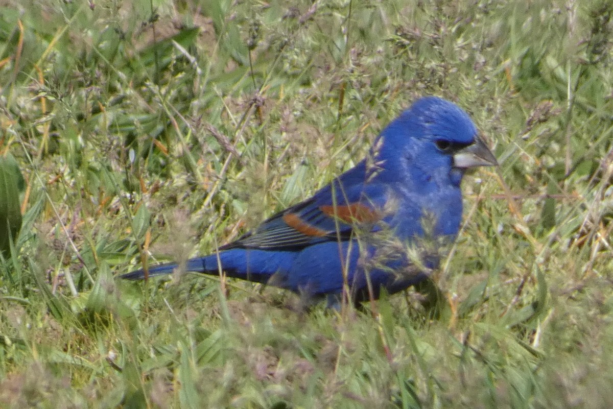 Blue Grosbeak - ML617844382