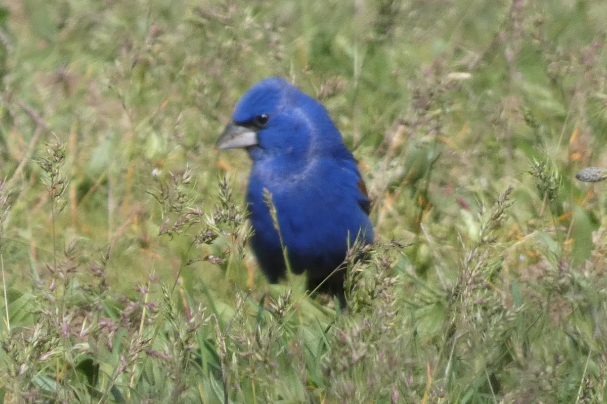 Blue Grosbeak - ML617844383