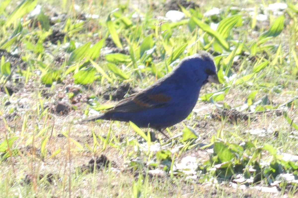 Blue Grosbeak - ML617844384