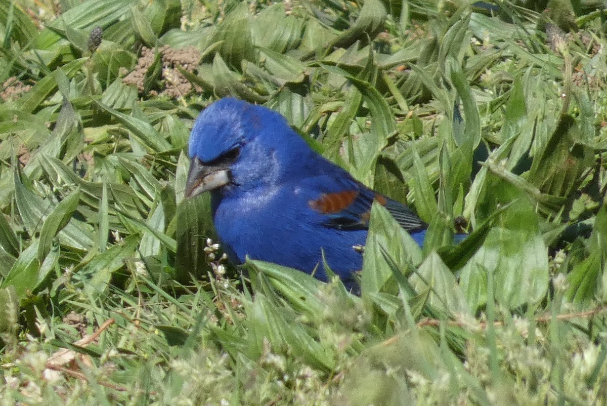 Blue Grosbeak - ML617844385