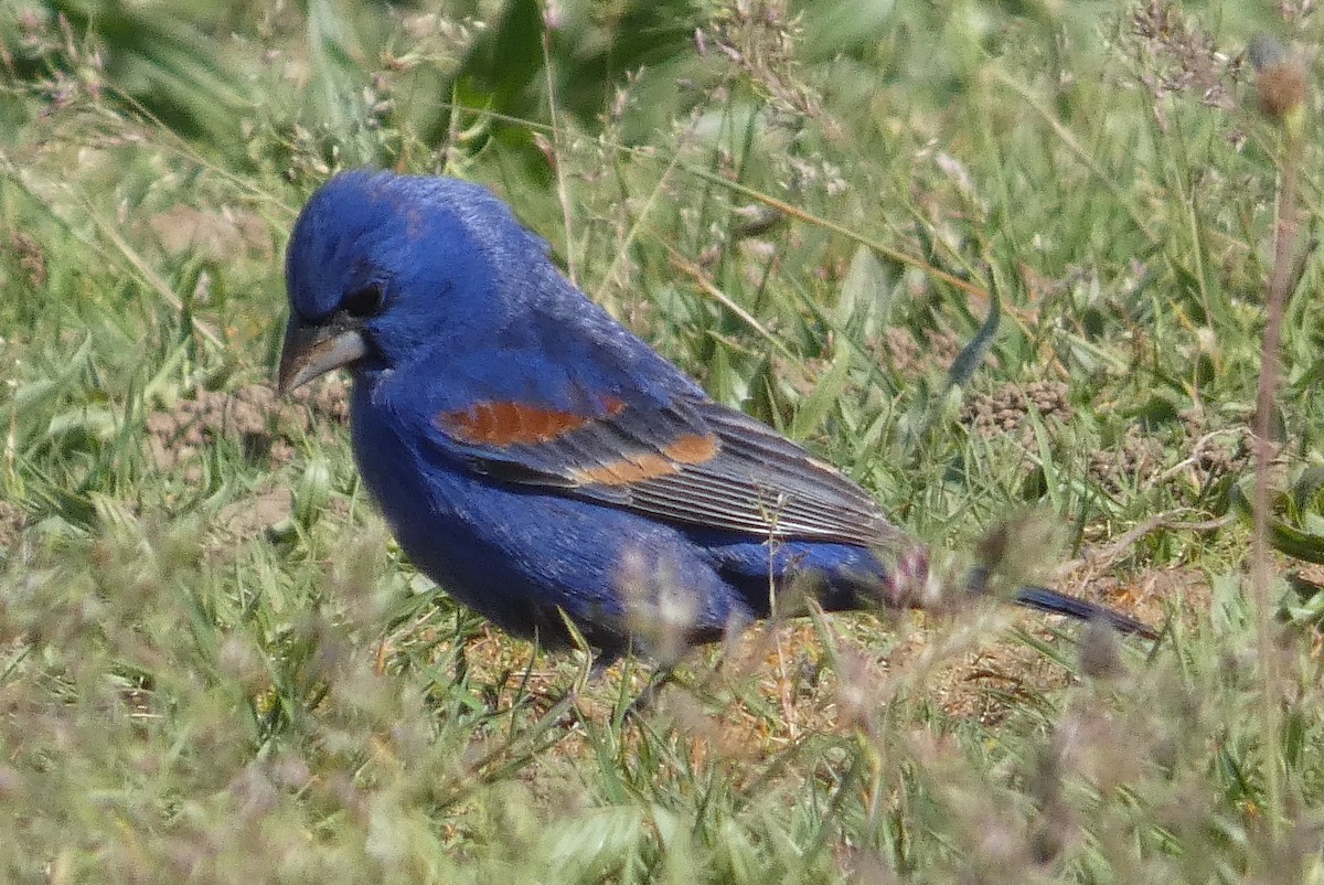 Blue Grosbeak - ML617844386