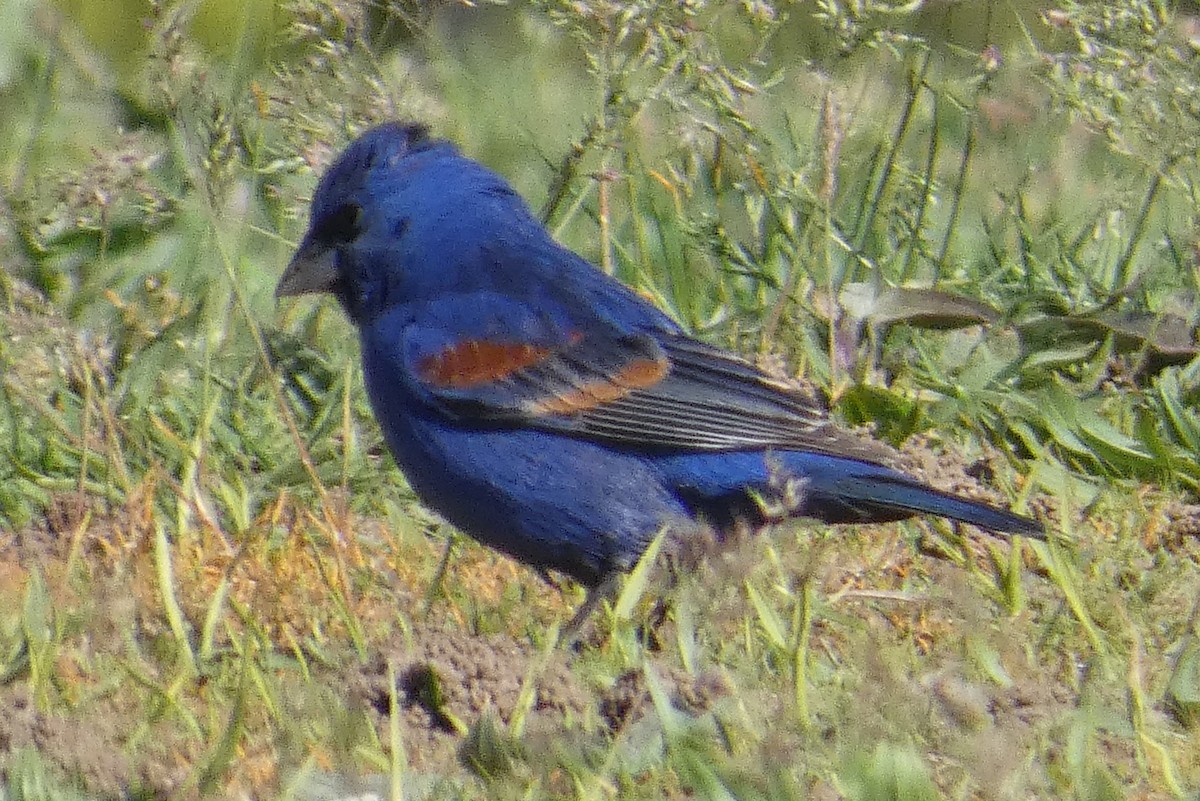 Blue Grosbeak - ML617844387