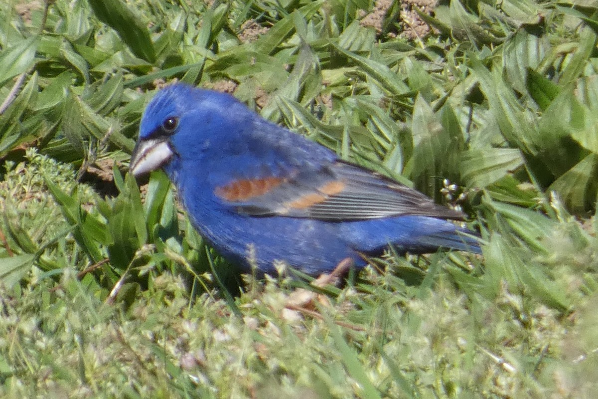 Blue Grosbeak - ML617844388