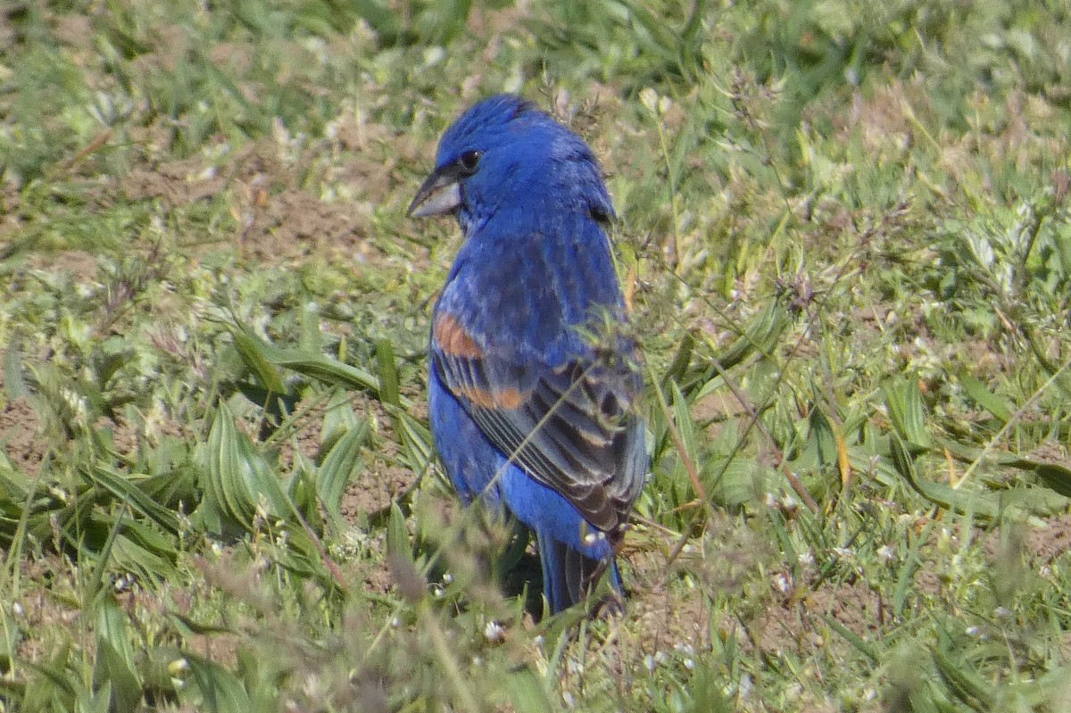 Blue Grosbeak - ML617844389