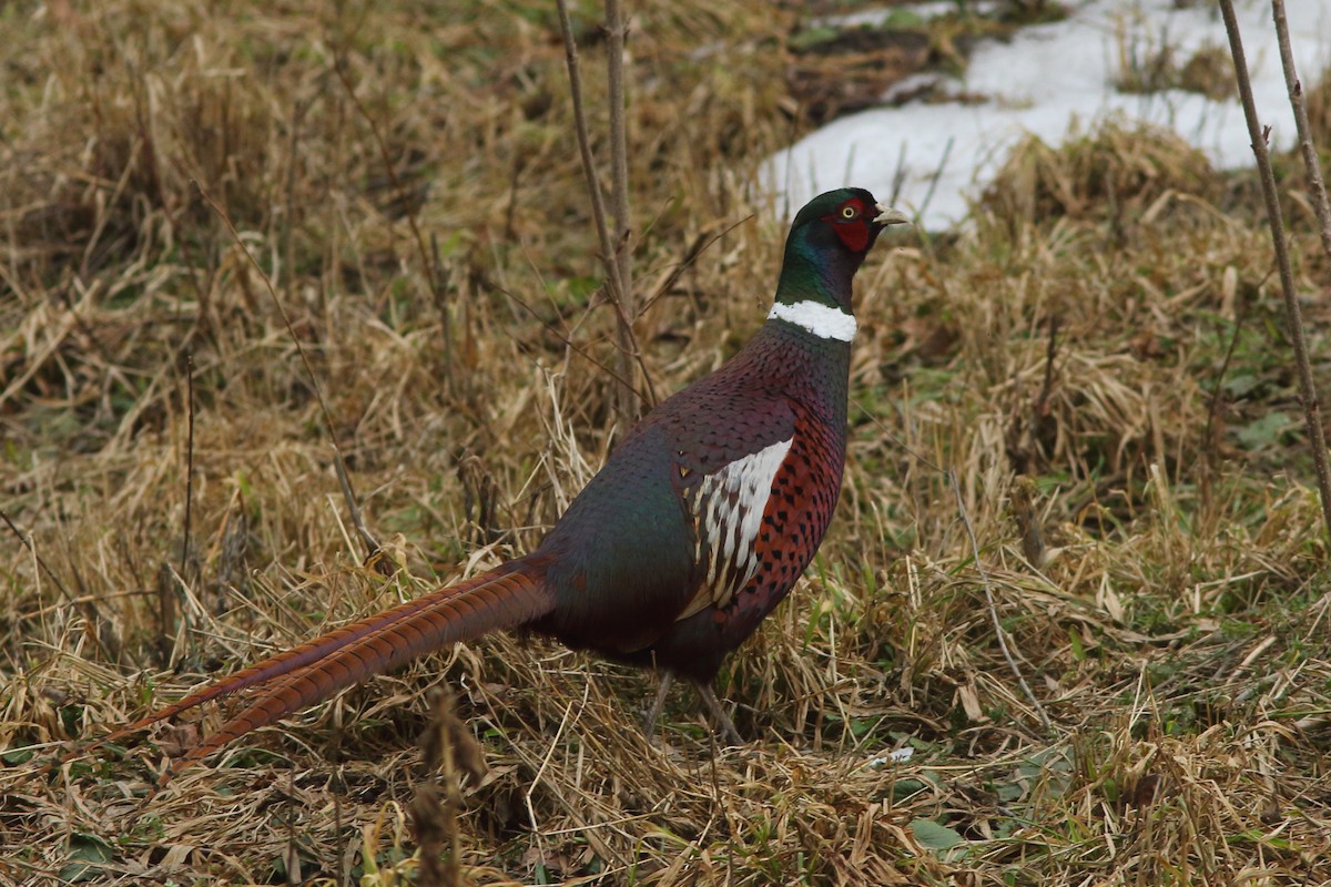 Ring-necked Pheasant - ML617844398