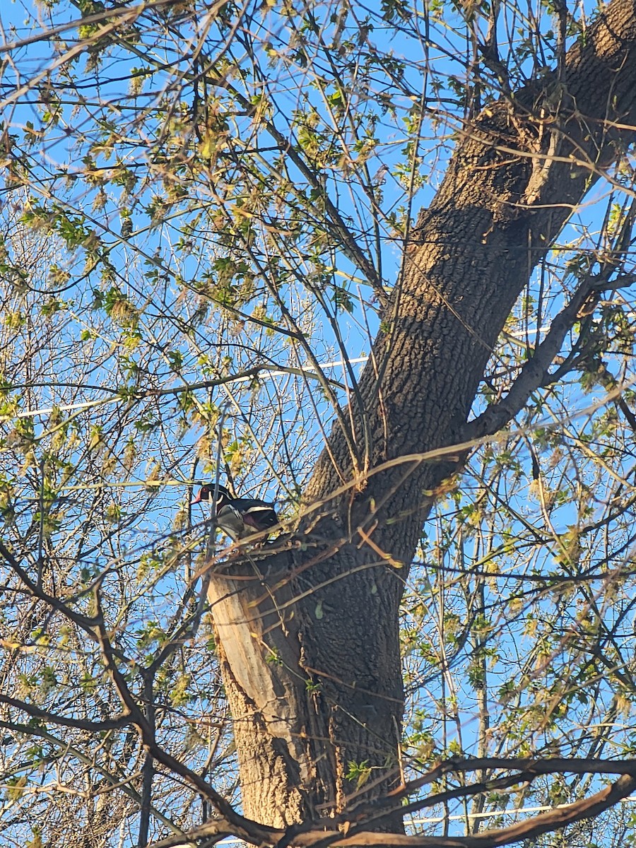 Wood Duck - ML617844408