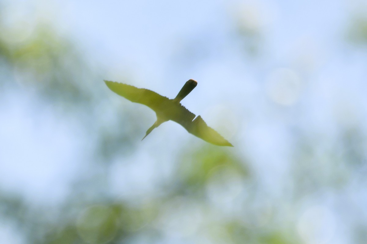 Anhinga Americana - ML617844412