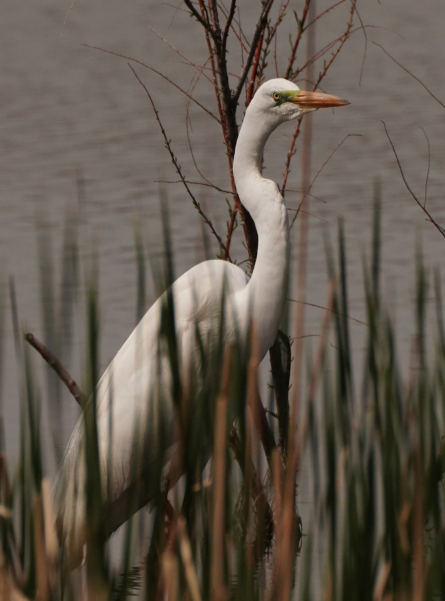 Great Egret - linda p
