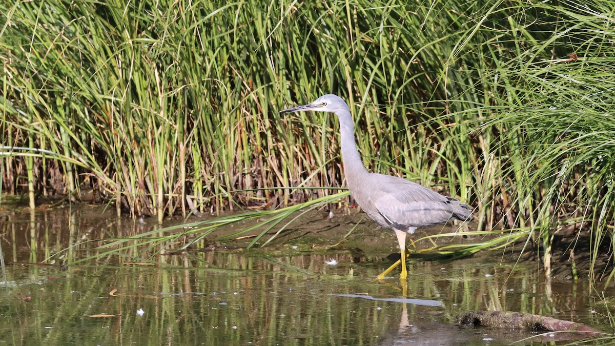 White-faced Heron - ML617844434